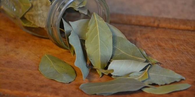 Daun Salam