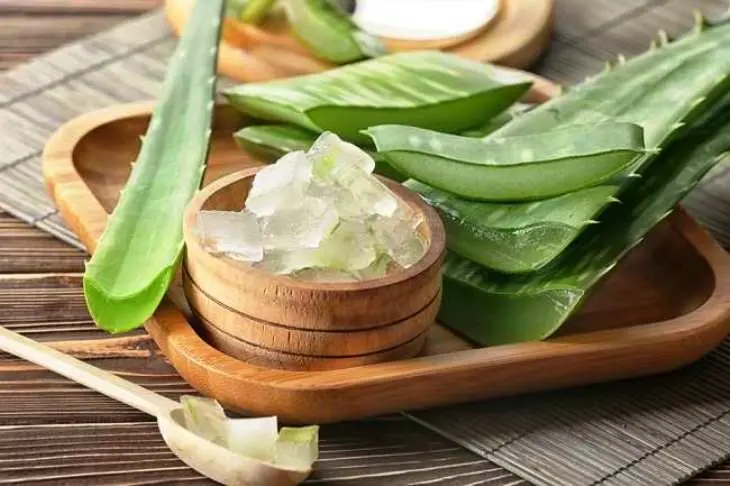 Lidah Buaya (Aloe Vera)