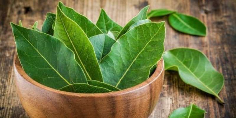Daun Salam