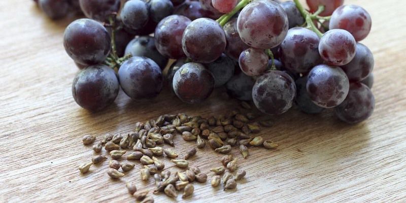 Ekstrak Biji Anggur