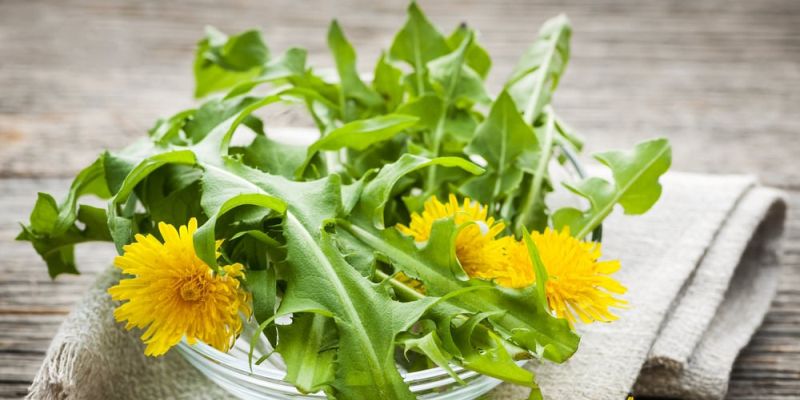 Tanaman Dandelion