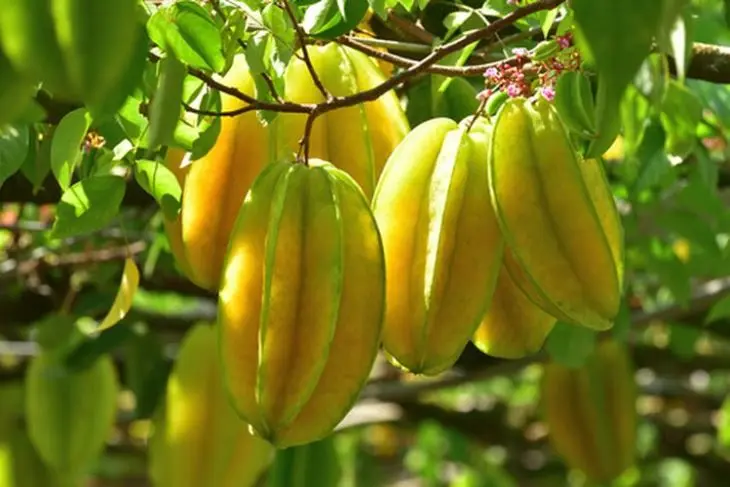 Belimbing: Buah Bintang Penuh Nutrisi