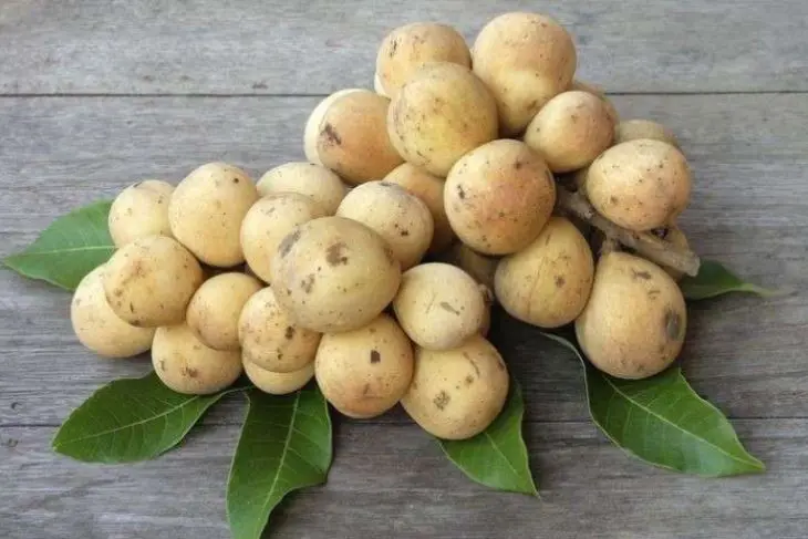 Duku: Si Kecil Manis Penangkal Infeksi